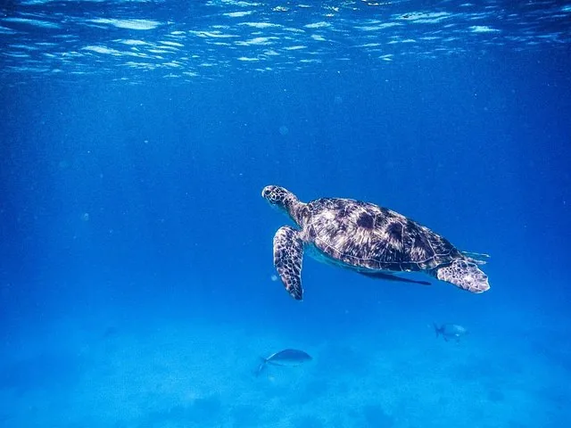 Tortue marine nageant dans une eau bleue limpide près des îles Similan