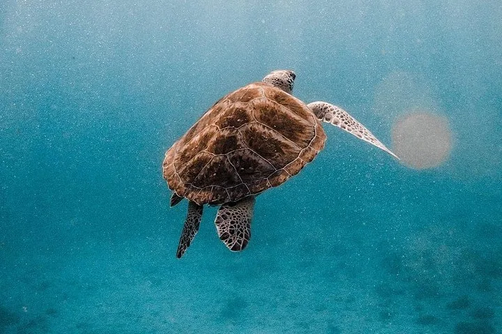Tortue marine nageant sous l'eau dans un océan limpide
